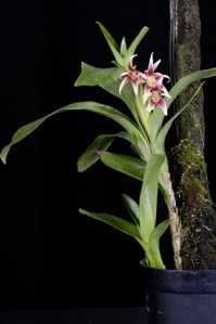 Maxillaria bradeorum Violet Sunburst CHM/AOS 82 pts.